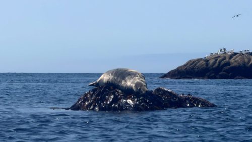 2026-08-15-CCKQC-Sortie-aux-Etocs-0039