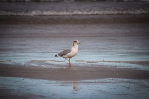 2026-10-10-CCKQC-Les-adultes-a-la-plage-0083